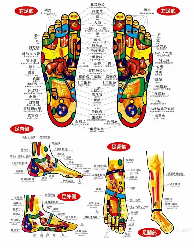 【人体腹部全息图】【人体背部全息图】